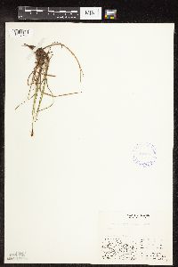 Carex rariflora image