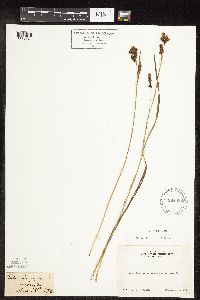Carex raynoldsii image