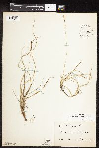 Carex richardsonii image