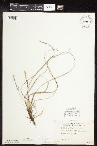 Carex richardsonii image