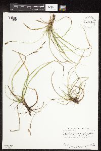 Carex richardsonii image