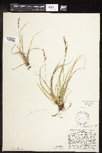 Carex richardsonii image