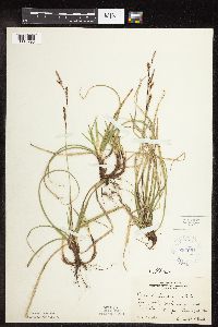 Carex richardsonii image