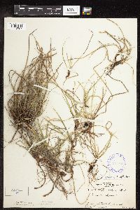 Carex richardsonii image