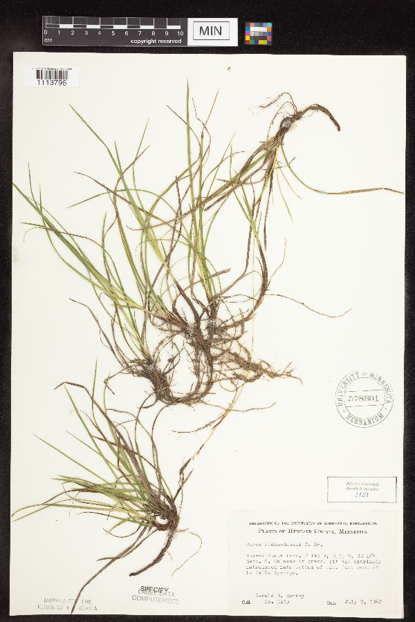 Carex richardsonii image