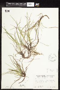Carex richardsonii image