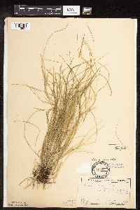 Carex rosea image