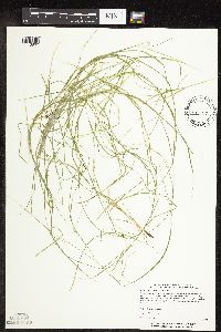 Carex rosea image