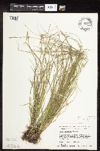 Carex rosea image