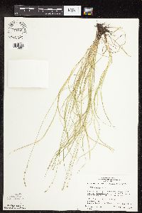 Carex rosea image
