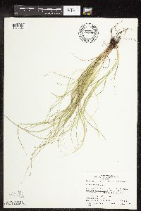 Carex rosea image