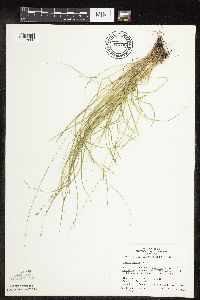 Carex rosea image