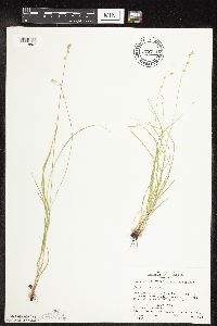 Carex rosea image