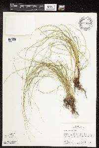 Carex rosea image