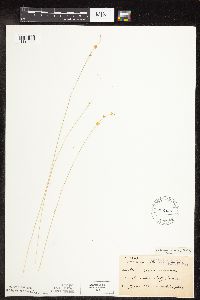 Carex rosea image
