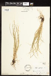 Carex rosea image