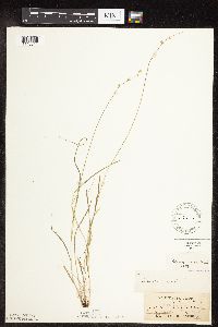 Carex rosea image