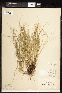 Carex rosea image
