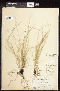 Carex rosea image