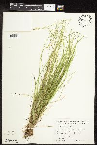 Carex rosea image