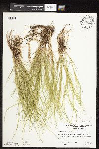Carex rosea image