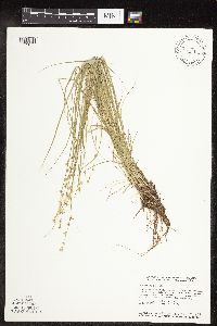 Carex rosea image