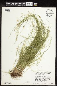 Carex rosea image