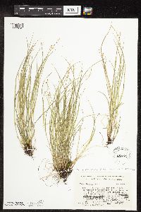 Carex rosea image