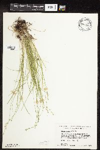 Carex rosea image