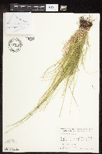 Carex rosea image