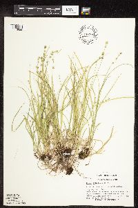 Carex rosea image