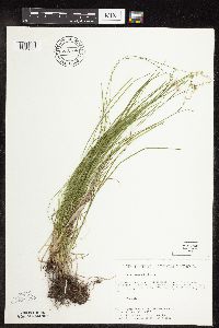 Carex rosea image