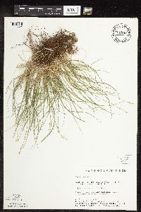 Carex rosea image