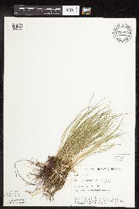 Carex rosea image