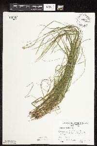 Carex rosea image