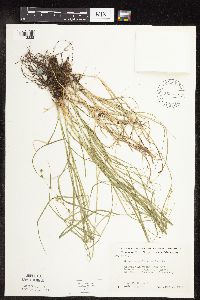 Carex rosea image