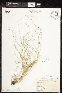 Carex rosea image