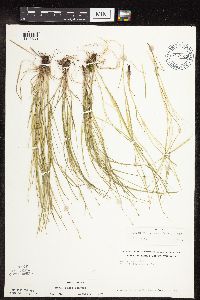 Carex rosea image