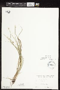 Carex rosea image