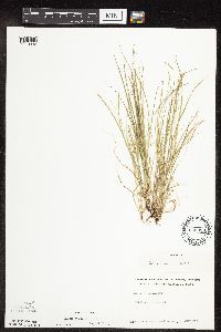Carex rosea image