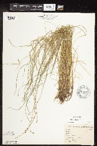Carex rosea image