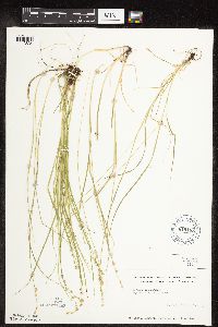 Carex rosea image