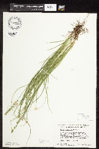 Carex rosea image