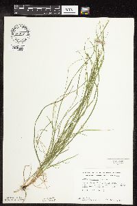 Carex rosea image