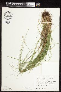 Carex rosea image