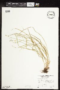 Carex rosea image
