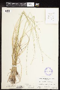 Carex rosea image