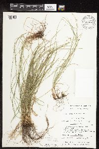 Carex rosea image