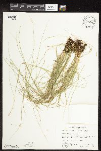 Carex rosea image