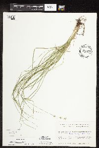 Carex rosea image